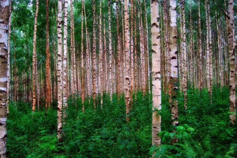 Miten voimme suojella Suomen luonnon monimuotoisuutta